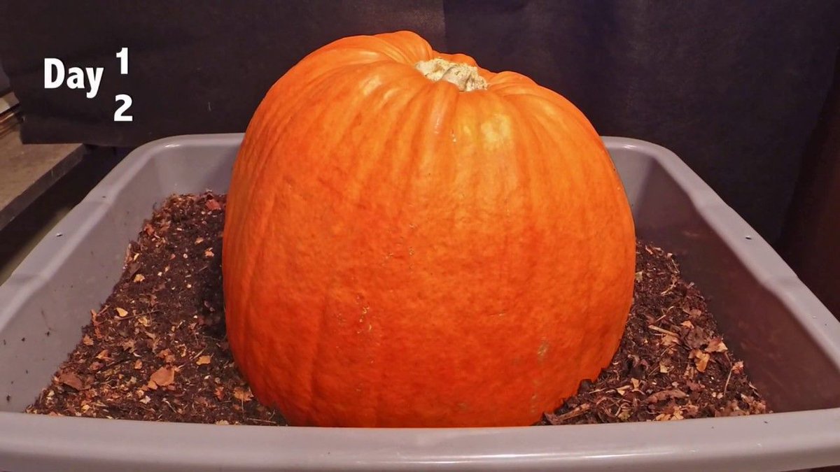 MDEnvironment's tweet image. Finished with your Halloween pumpkin? Before you throw it out, check out this video to see compost in action! Many municipalities are offering special pumpkin pick up or drop offs to eliminate unnecessary waste, check with yours today.
buff.ly/2N1rHbi

#compost #nottrash
