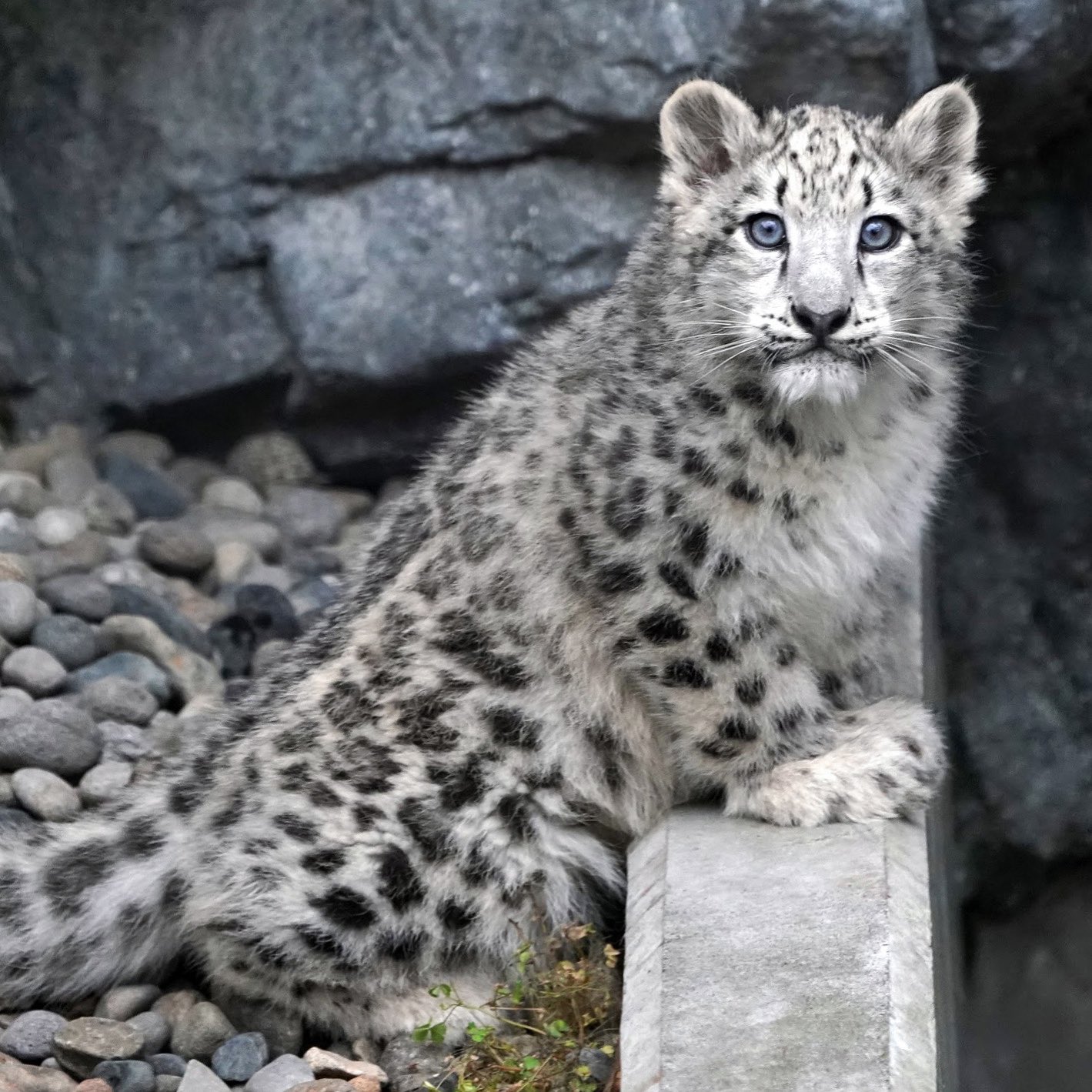 Riku Sur Twitter 旭山動物園のユキヒョウの赤ちゃん 生息地で猫と間違えて飼ってしまった人がいましたが 理由がわかります ユキヒョウ 旭山動物園