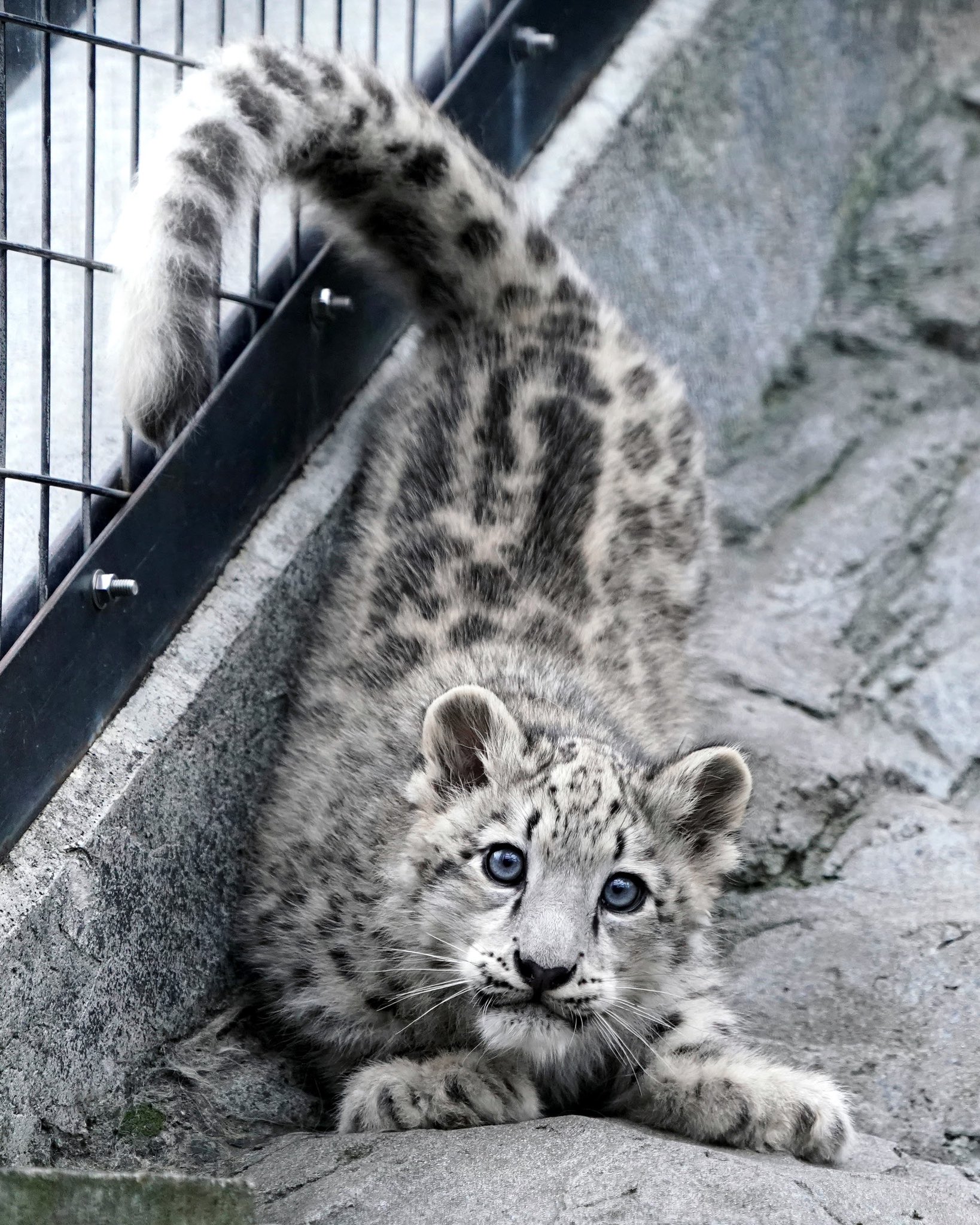 Riku Sur Twitter 旭山動物園のユキヒョウの赤ちゃん 生息地で猫と間違えて飼ってしまった人がいましたが 理由がわかります ユキヒョウ 旭山動物園