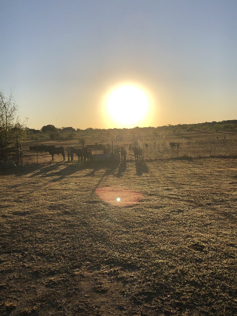 3cChapman's tweet photo. CHAPMAN 3C BEEF
Great way to start the day!
#chapman3cbeef #beefforsale #farmraisedbeef #ranchrasiedbeef #orderbeef #cleanbeef #Texasbeef #giftbeef #beefsubscriptions https://t.co/x88s6u8fey