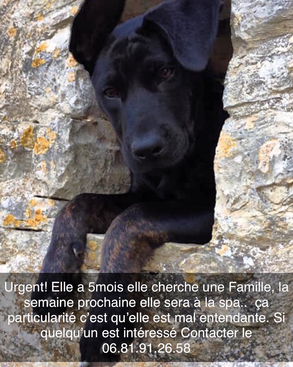 PhilLyonnais's tweet photo. @30millionsdamis  Kira une Femelle de 5mois cherche une famille d’urgence.. elle a 5mois. Elle est mal entendante elle comprend le langage des signes très joueuse, affectueuse  si quelqu’un peut la sauver avant la spa voici le contact 06.81.91.26.58 Merci d’avances! https://t.co/PmZVE6xWB5
