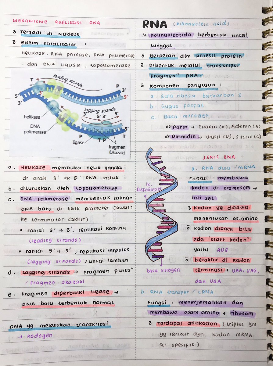 clingiesst's tweet photo. Bab III : Substansi Genetika 
— kromosom, gen, dna dan rna https://t.co/0aekEycVx3