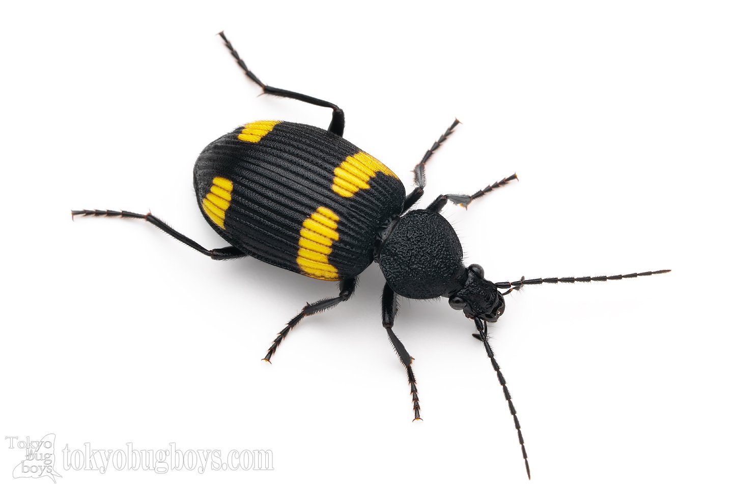 法師人響🐞昆虫写真家 on X: 