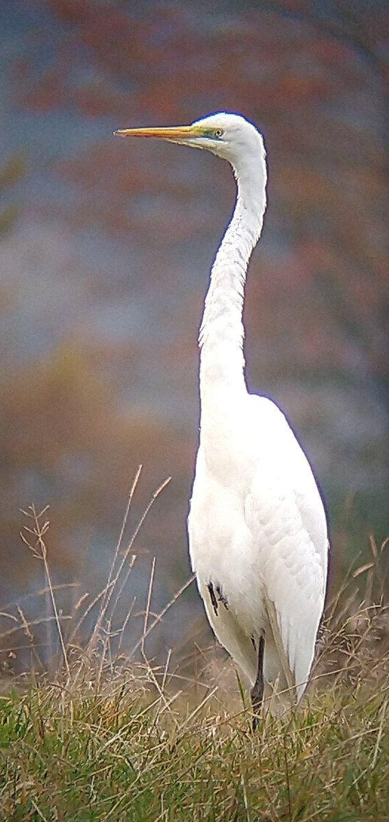 GWE Craigforth bridge nr Dobbies Stirling