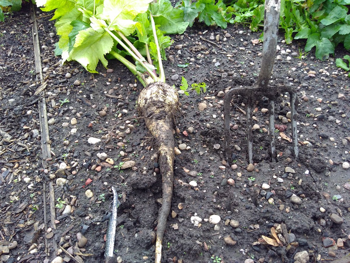 canudigit15's tweet photo. #plot15 a bit wet, a bit muddy but  parsnips don't seem to mind. #allotment #growyourown https://t.co/lbpznjULX3