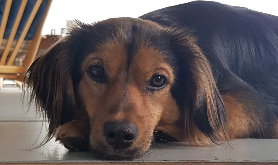 Overweeg je het allerliefste hondje in huis te nemen? Kijk vooral bij <a href="/WLesvos/">We are here lesvos</a>. Lieve gedreven mensen, en betrouwbare organisatie. Adopt don’t shop! (Gastopvang en donaties zijn uiteraard ook heel erg welkom!) RT = veel karmapunten <a href="/scheulderman75/">Antoinnette Scheulderman</a> <a href="/globalistaa/">globalistaa</a> <a href="/Fatimademelo/">Fatima MoreiraDeMelo</a>