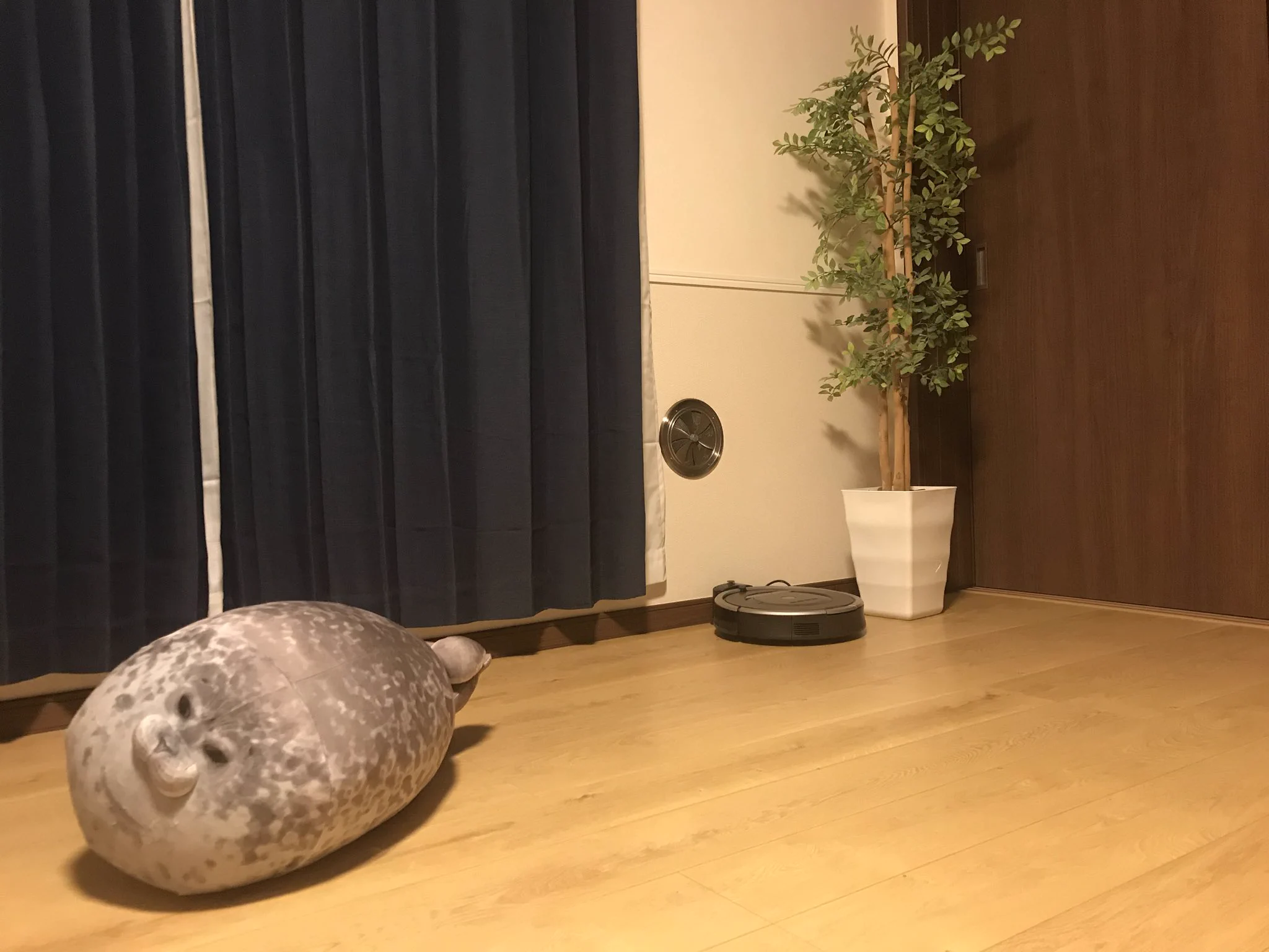 @itchaman 猫ちゃんかわいいですね！！！うちにはユキちゃんがいます。アザラシ擬似飼育👏 