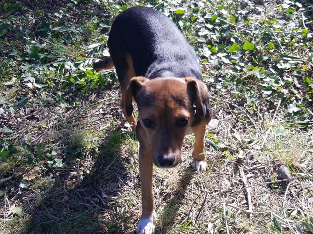 pont_roma's tweet photo. PERDUDA 2/11/2019 por partida monterols,els cinc camins #REUD Tiene xip y collar con numero de https://t.co/5ptDb1wBxD llama LUA y estamos desesperadamente buscándola por favor quien la vea que llame al 615549177 o al 620913131
https://t.co/VGHZrEXwCH
#XarxaTarragonaPerduts https://t.co/7YFHNBW0Qw