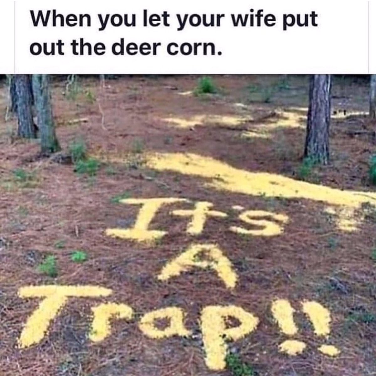 Where Do You Put Corn for Deer? 