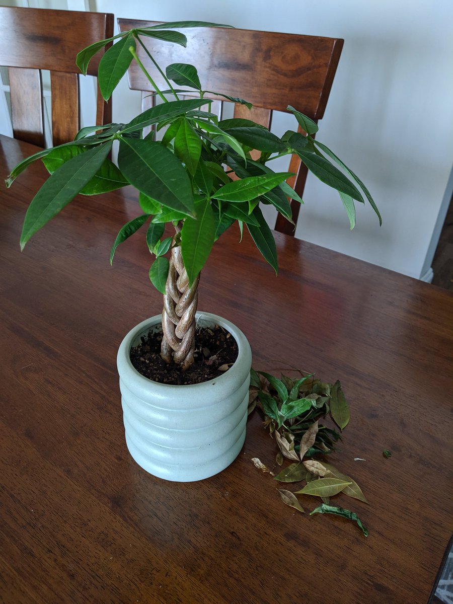 StuckeyRay's tweet photo. Poor little guy. Didn't like the transition home. Dropping a lot of leaves. @TheSill https://t.co/MFY26MXIyr