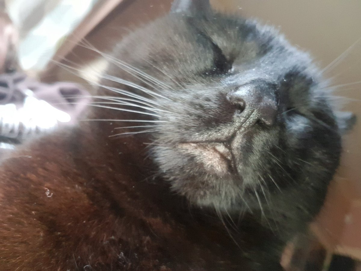 Bo_the_Panfur's tweet photo. There ib no need ta flash meh Mamma. https://t.co/UCVdfEfwV7