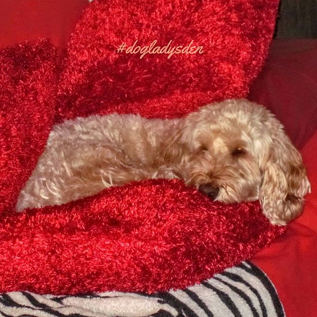 This week's #raw_community Snap Challenge theme is #CozyMoment at #raw_snap_cozy1 📷 📷 📷 📷 📷 #dogladysden #dogsitter #doglover Tessa is warm and cozy in her pillow fort. 🐾🐾🐾🐾🐾🐾 🐾🐾🐾🐾🐾🐾🐾 #raw_homestyle #raw_pets #raw_textures #raw_cuteness… dlvr.it/RHTSW9