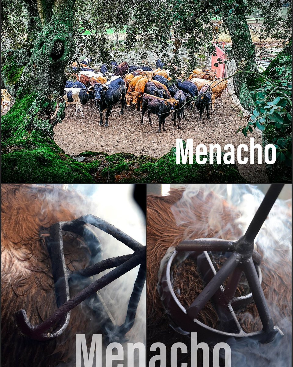 objetivoeltoro's tweet image. Ya estamos metidos de lleno en el campo para seguir mostrando lo mejor  del campo bravo, reductos o su maravillosa variedad genética.
Hoy, herradero en #Valrubio &amp;amp; #Valdeflores 
Próximamente....