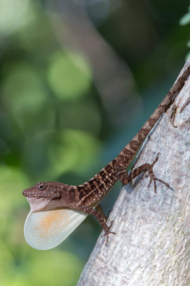 Jon Suh (@jonjsuh) on Twitter photo Seen on a morning stroll with <a href="/jamesTstroud/">James T. Stroud</a>, the omnipresent trunk ground anole of Jamaica: Anolis lineatopus. Seen on a morning stroll with <a href="/jamesTstroud/">James T. Stroud</a>, the omnipresent trunk ground anole of Jamaica: Anolis lineatopus.