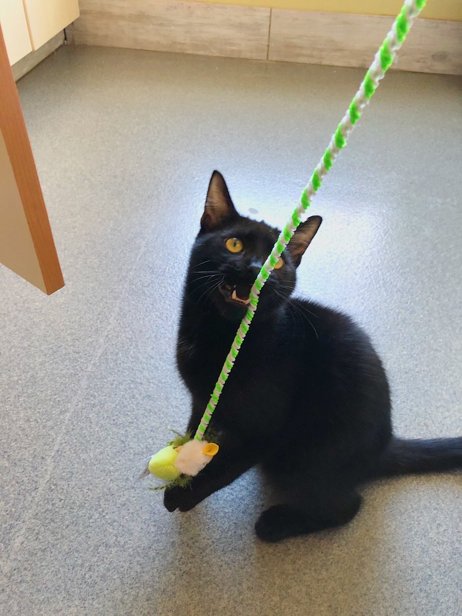 EdReillySubaru's tweet photo. Throughout October, @EdReillySubaru accepted donations of pet supplies to be donated to @PMSPCA in #Concord, NH. We're thankful to partner with this organization to help local animals in need❤️. #SubaruLovesPets
🐱 Peep Oakley in the last picture who is ready for adoption! https://t.co/2Rrk6UAUuX