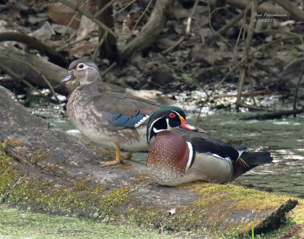 Birds Blooms On Twitter Photo Of The Day Birds Blooms Reader Frederick Oppenhuisen Of Buchanan Michigan Says Of This Photo Of All The Different Kinds Of Ducks In The World