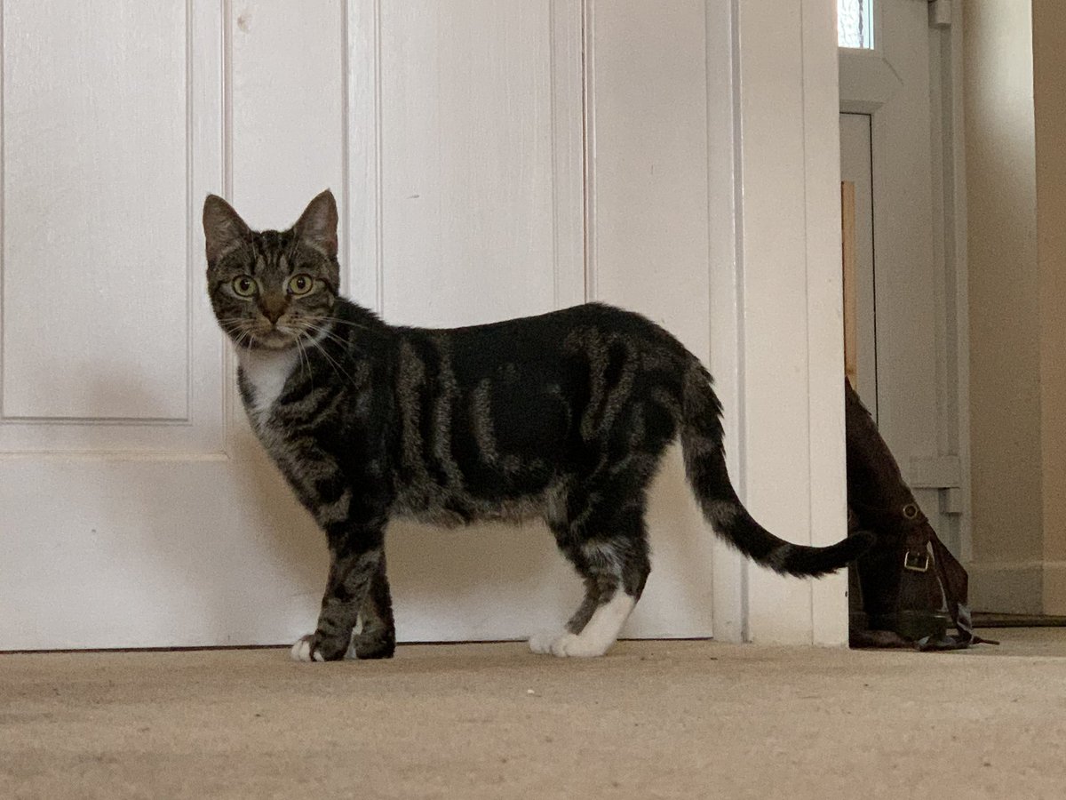 nhaslam's tweet photo. Our girl exploring the house. #gettingbrave #Lyra @WokingCP @CatsProtection #Caturday https://t.co/lFKrAUR2Un