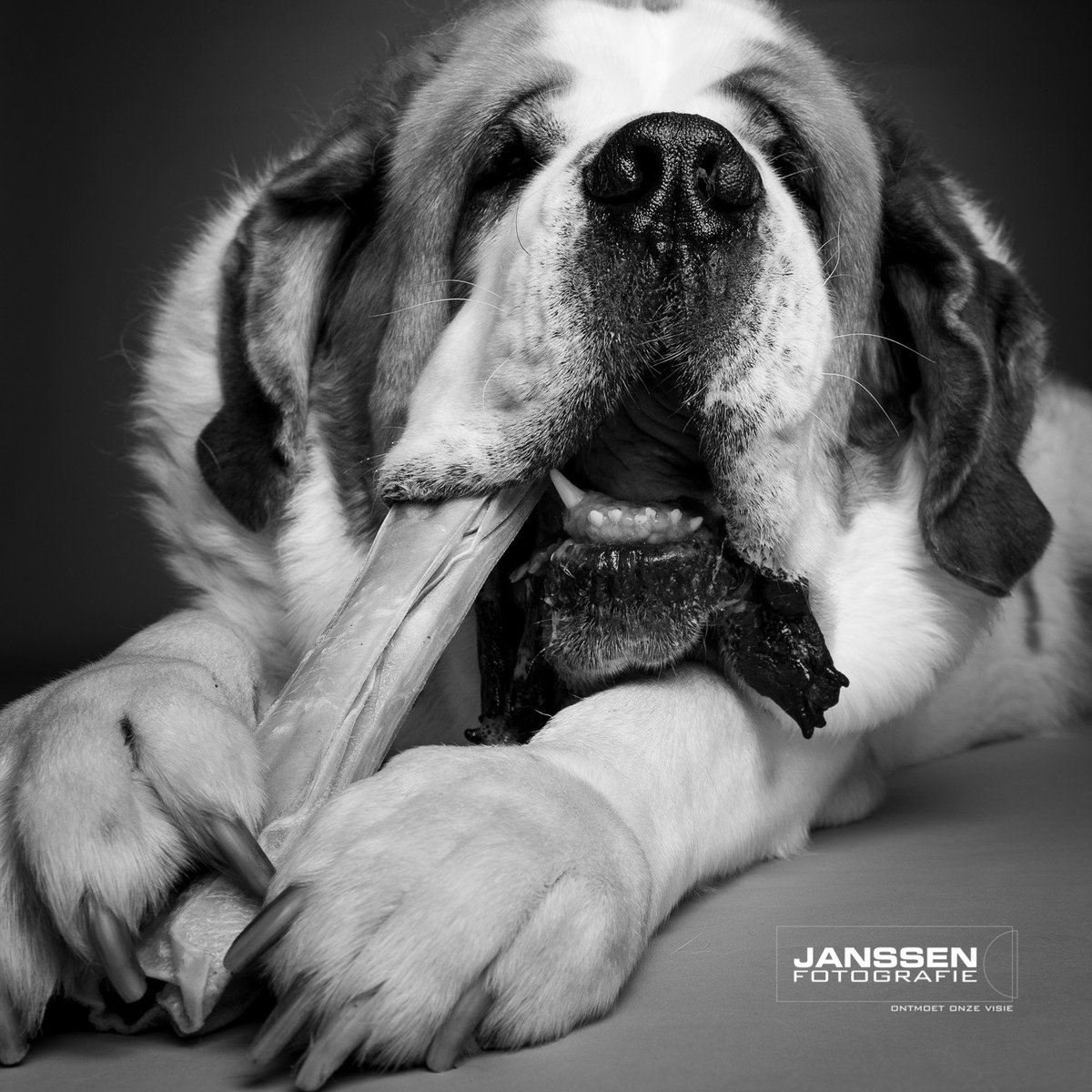 janssen-fotografie tweet media