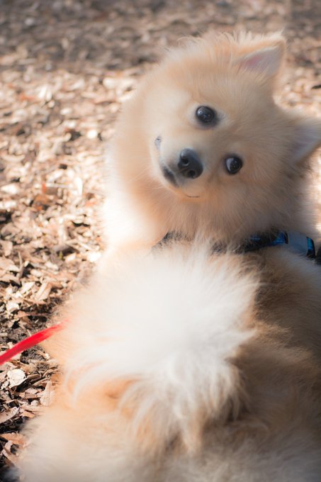 Twitterのコスプレ画像10