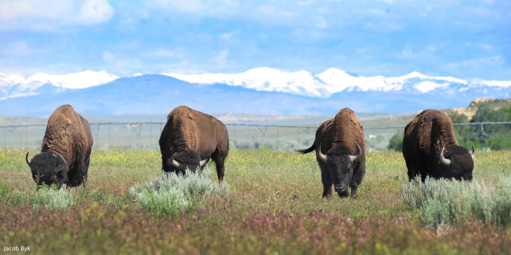 NWF's tweet photo. @ColinRuggiero Native people have a deep historical, traditional, &amp; spiritual connection to bison stretching back thousands of years. This summer, the Tribal Partnership Program worked w/ the Eastern Shoshone &amp; Fort Peck Tribes to release 5 bison to the Wind River Reservation. #NationalBisonDay https://t.co/m3HBdXIIi8
