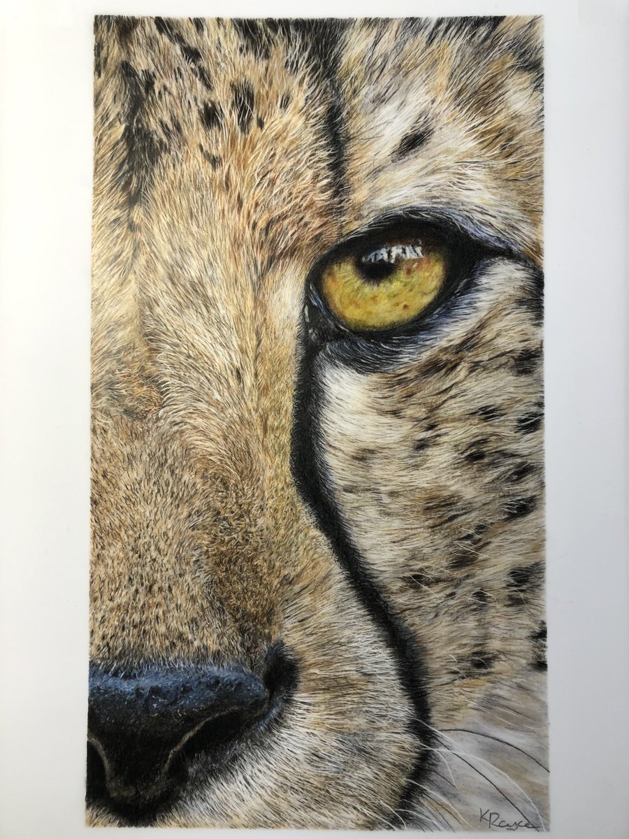 ‘Hypnotic’ is now complete, Polychromos on PolyDraw drafting film 15cm x 26cm #art #cheetah #bigcats #bigcat #drawing #pencildrawing #colouredpencilart #polychromos #wildlifeart #ArtistOnTwitter #animalartist