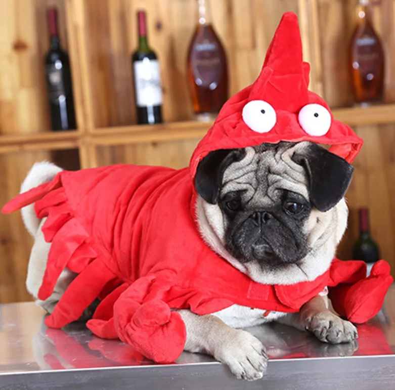 ghost3310's tweet photo. @Guardykan #Halloweendogs Chata siempre lista y dispuesta para la la diversión, esta ocasión se va para la fiesta de Guardykan. https://t.co/AviENm4eBv