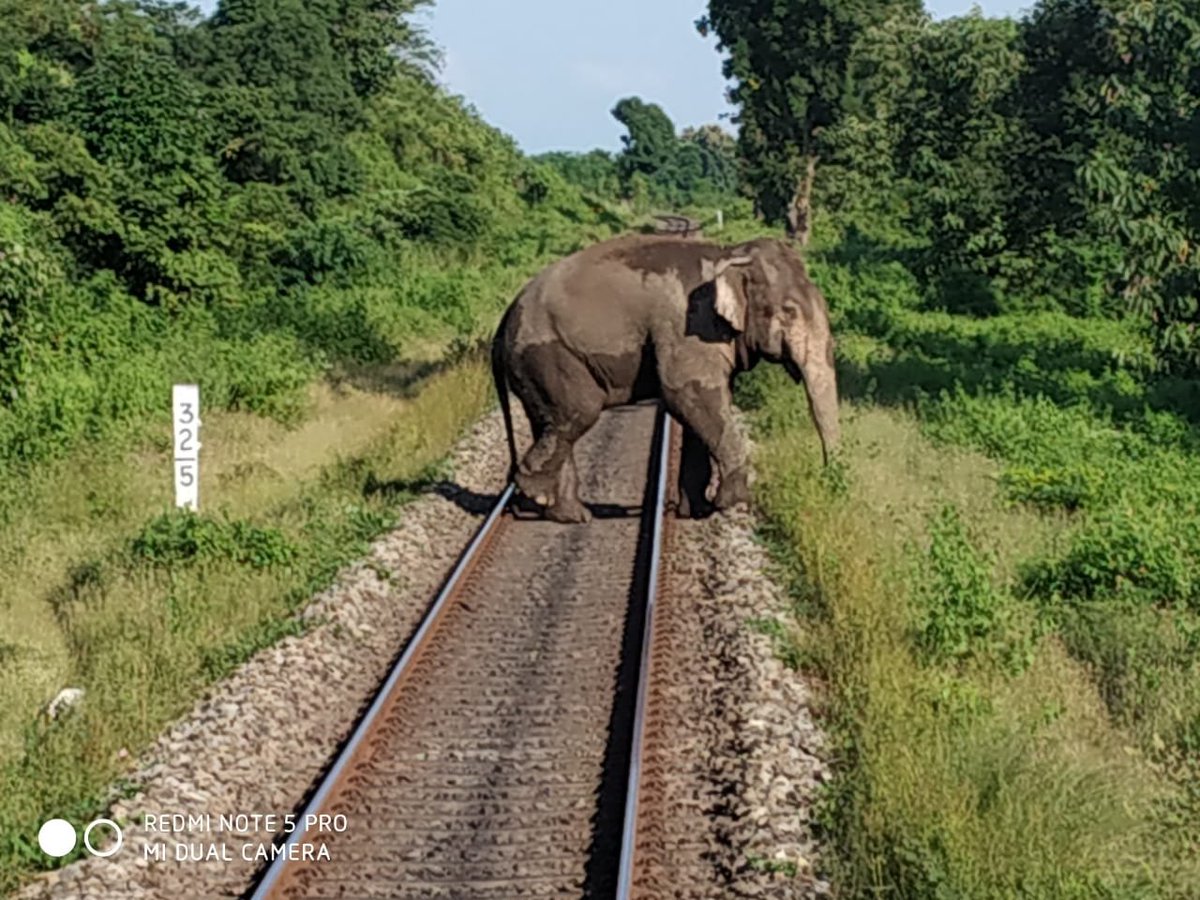 An elephant crossing rail tracks between Sivok Railway Station and Bagrakot Railway Station in West Bengal. Saved by Alert Crew. Thanks, @<a href="/PiyushGoyal/">Piyush Goyal</a> <a href="/RailMinIndia/">Ministry of Railways</a> <a href="/RandeepHooda/">Randeep Hooda</a> <a href="/deespeak/">Dia Mirza</a> <a href="/ParveenKaswan/">Parveen Kaswan, IFS</a>
