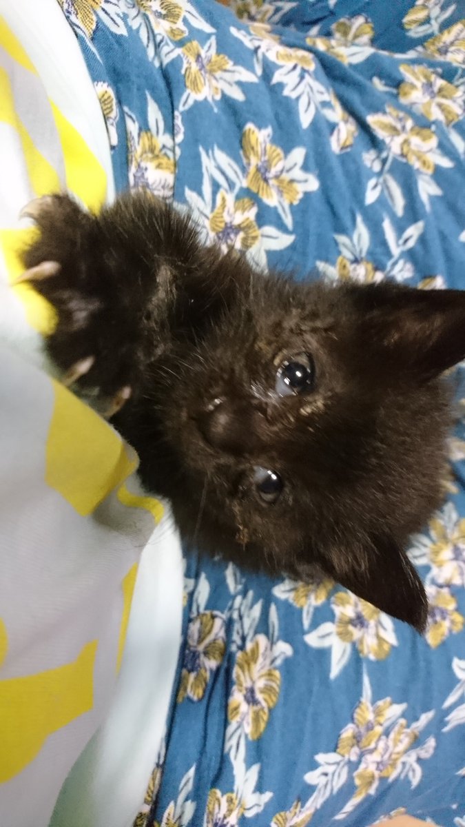 mesiudn's tweet photo. もともと目を患って親に捨てられた子で
保護した時は顔中が目やにでガッチリ固まっており、目が開いた後も斜視のようになっていましたが
綺麗に治って後遺症もなさそうです。

名前はたわしです。
母には「あんた！レディに！なんて名前つけるの！！！」と怒られました

#子猫 #猫写真  #こねこ #ねこ https://t.co/w1e5Rg583Q