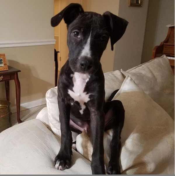Suncoast Animal League tweet media