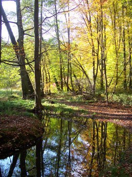 marmottewandern's tweet photo. #Tageswanderung Berliner Umland Nonnenfließ und Schwärzetal 10.11.2019: https://t.co/b2GXbyKHZG …   #Frauen #Berlin #marmotte #wanderreisen #marmottewanderreisen #Wandern #brandenburg #barnim #nonnenfliess #schwaerzetal #spechthausen #melchow #eberswalde #natur #wald #herbst https://t.co/yUIVcWTwNH