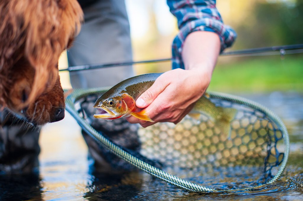 spokaneflyshop's tweet photo. Friends? #flyfishing #goldenretriever #dog #cutthroattrout #flyfish #fishing #stjoeriver #spokaneriver #cdariver #silverbowflyshop Mike Visintainer Photo https://t.co/pgJx3Z0NBH