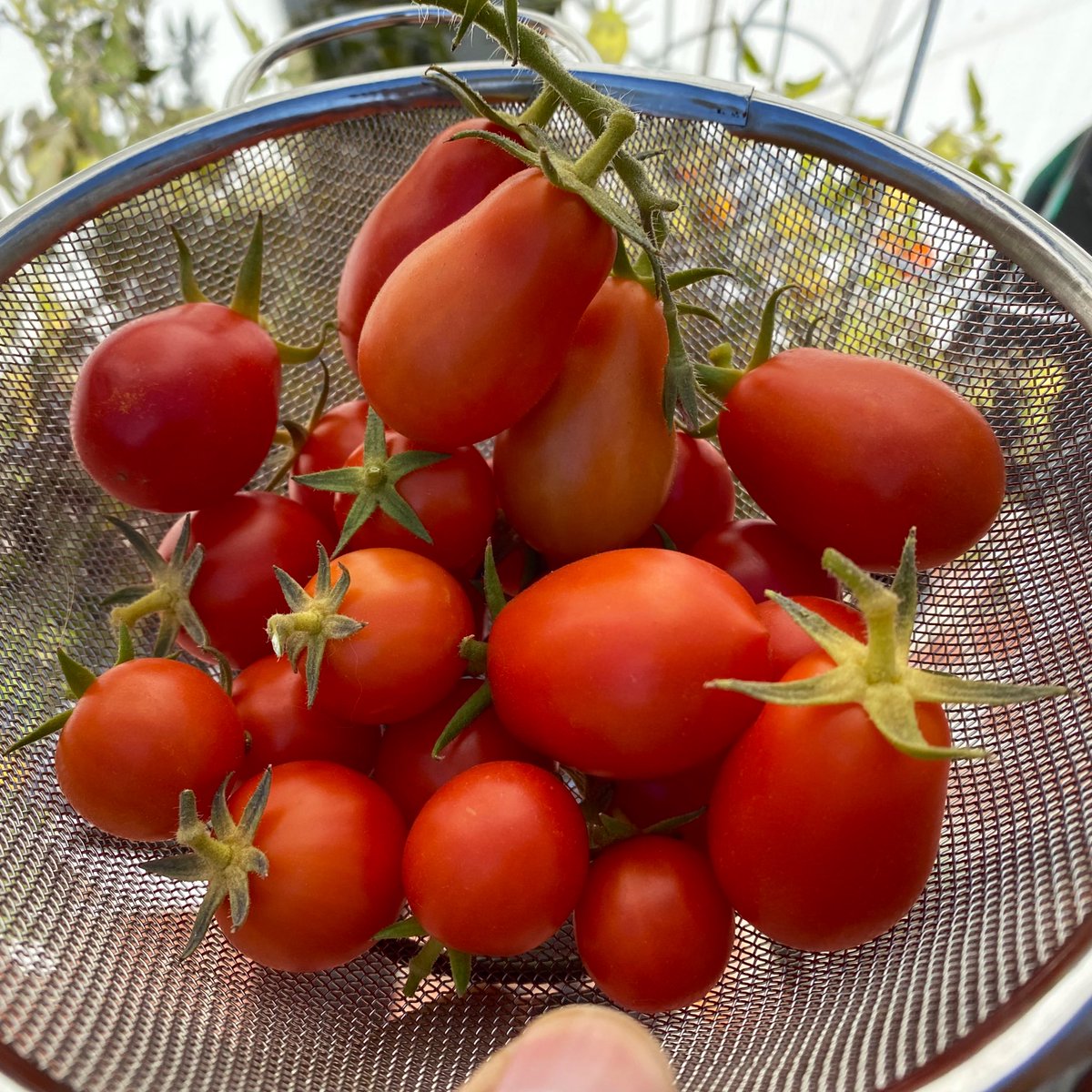 Decent Tomato bounty (Roma and Campari). Also managed to get some spring onions #harvestday #benvinsgarden