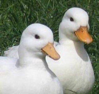 jaffaah's tweet image. i’d get two and call the, cheese and quackers x