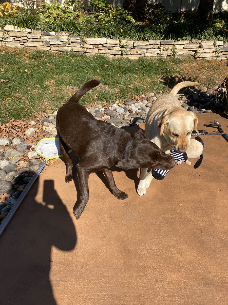 kriskaplewicz's tweet photo. The pups heard the rumor that O’Neill crew may be the refs for PSU vs. OSU... @PSUBarstool https://t.co/XJCR09Y5vU