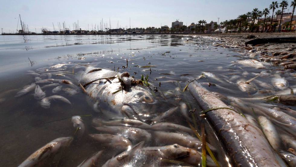 PAcToMarMENOR's tweet photo. 📣Comienza la campaña de Crowdfunding💰 para financiar acciones legales que exijan responsabilidades y obligaciones de restauración por los daños causados al🌊#MarMenor. Infórmate más aquí: https://t.co/VPdtNbROci

#SosMarMenor #CrowdMarMenor https://t.co/0aMXndG9Ch