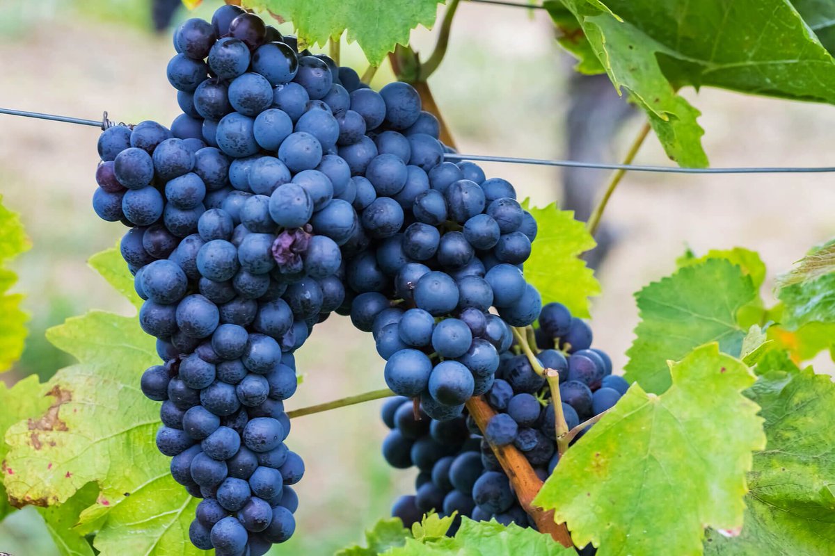 сорт винограда одесса. мурведр сорт винограда. вайнхаус канис португизер. сорт винограда тинторера. сорт винограда 7 букв первая.