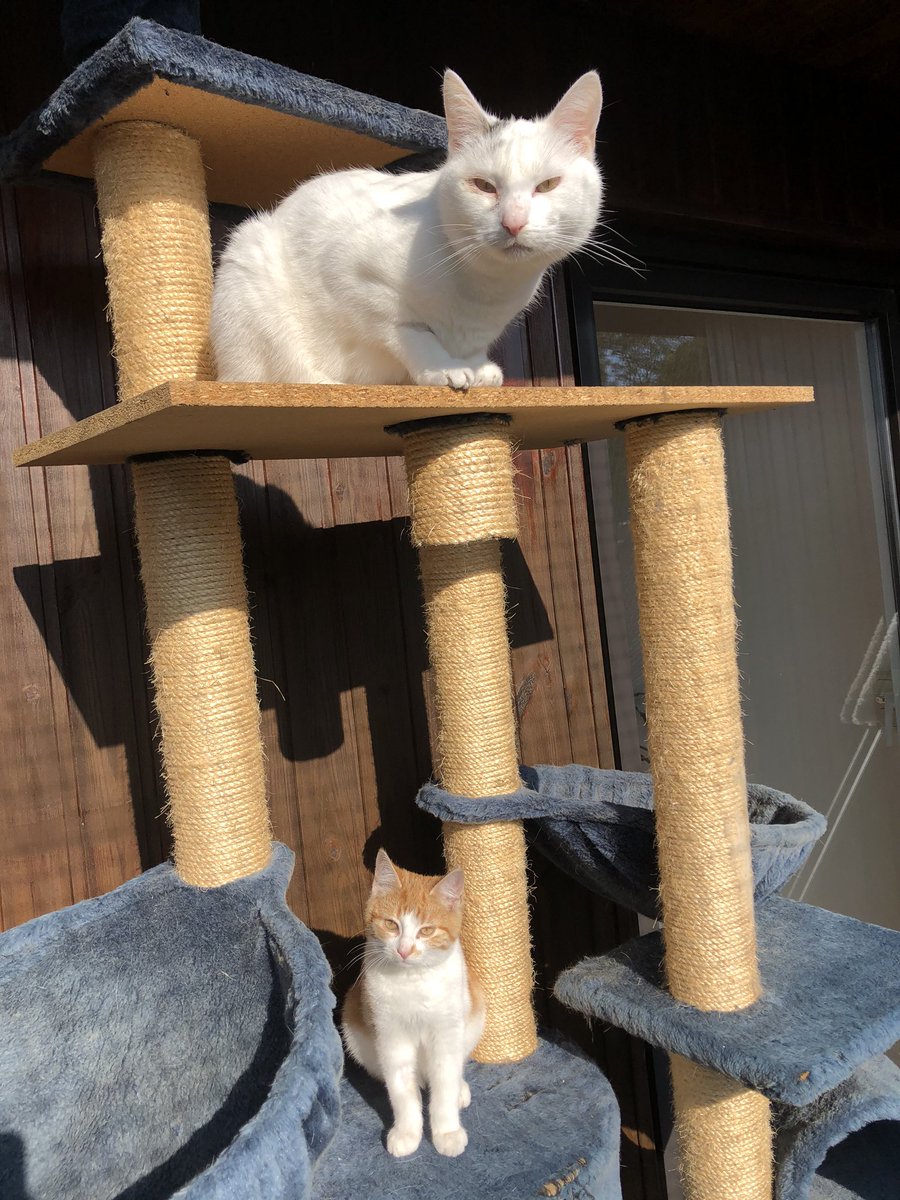 Der kleine 🎃 hat den ersten Ausflug auf den Balkon gewagt 💪🏻
