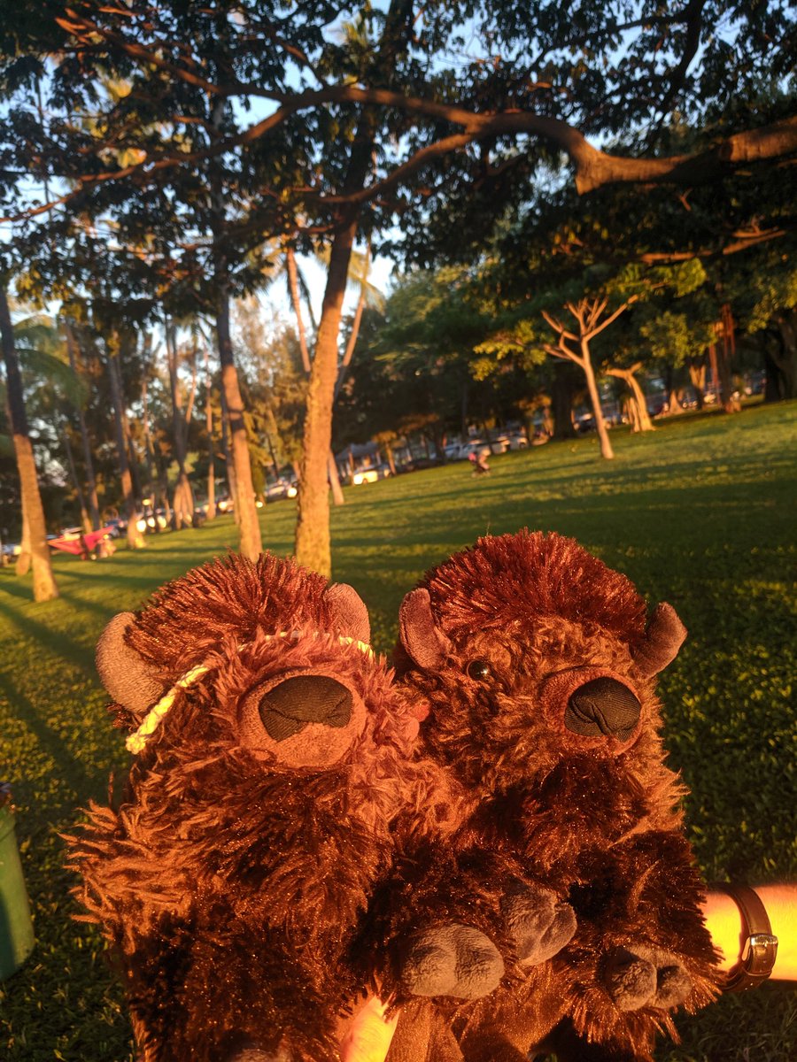 bison_in_space's tweet photo. I had a wonderful and productive week at the IfA! Enjoyed BBQs, the sunset, and catching up with a distant cousin! https://t.co/FRWgsIv0hi