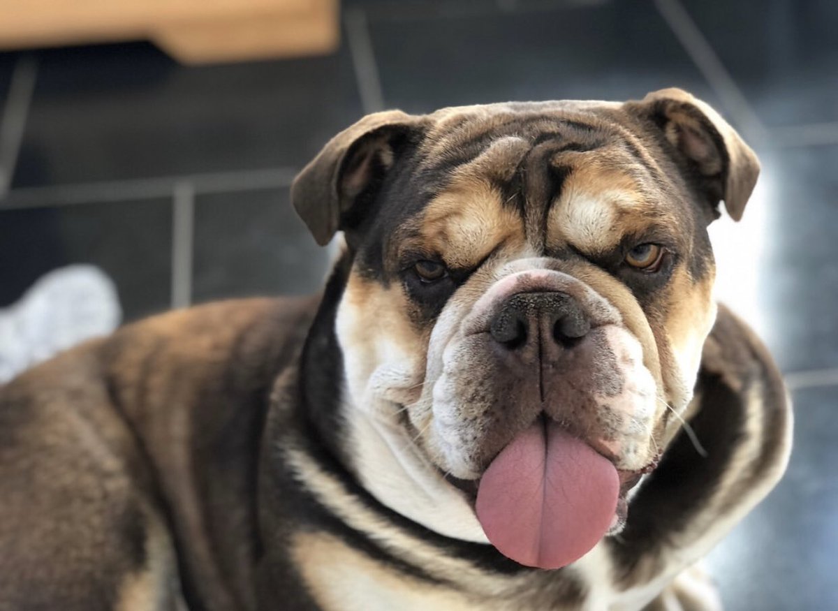 HocksBulls's tweet photo. I’ve found the perfect stud for Gigi watch this space 💥💥💥💥💥🇬🇧 @gazhock12 🇬🇧 https://t.co/GEDXbogCYJ