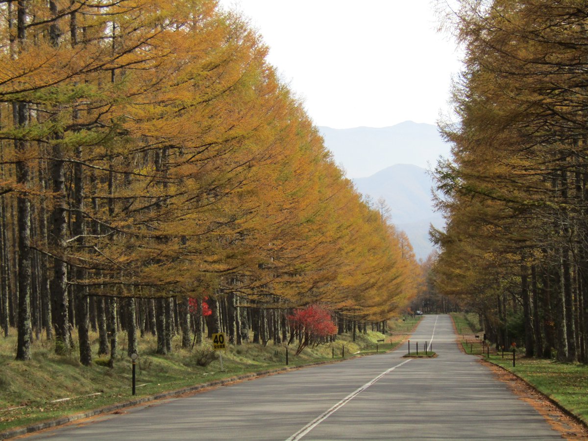 八ヶ岳高原ロッジ 八ヶ岳高原音楽堂 公式 19年11月 2日 11 43 気温 10 天気 晴れ 幹線道路カラマツ並木の黄葉です いい色に色づいています まだ コハウチワカエデの紅葉も残っており 共演がお楽しみいただけます 秋晴れの連休 ぜひ 八ヶ岳高原 八ヶ岳高原ロッジ 八ヶ岳高原音楽堂 公式 19年11月 2日 11 43 気温 10 天気 晴れ 幹線道路カラマツ並木の黄葉です いい色に色づいています まだ コハウチワカエデの紅葉も残っており 共演がお楽しみいただけます 秋晴れの連休 ぜひ 八ヶ岳高原