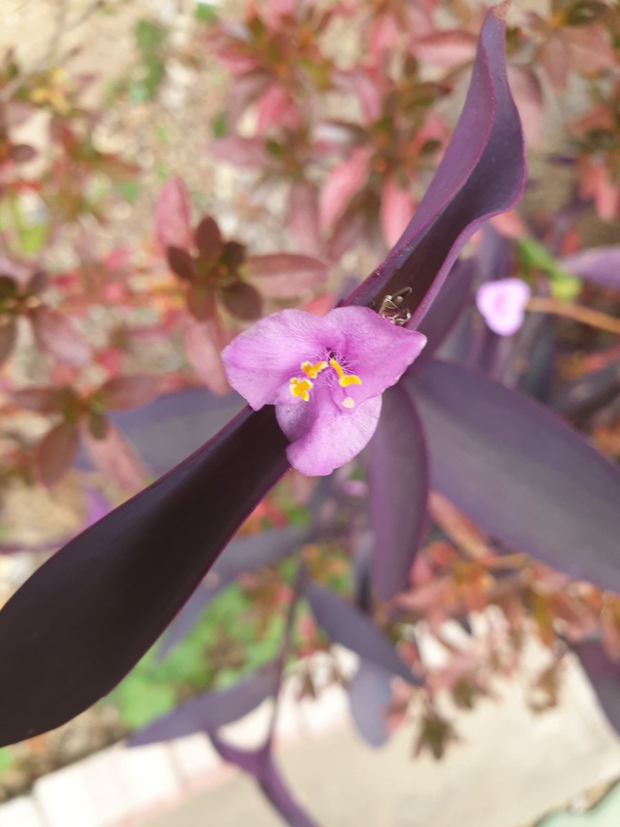 자두아빠 (@ytj4143) on Twitter photo 