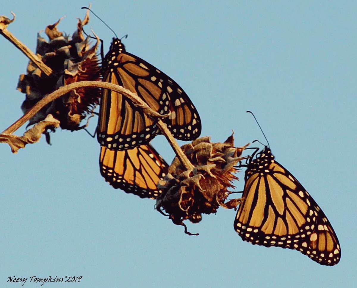 PortABeachLife's tweet photo. Monarchs flying everywhere in the dunes. Safe travels southward, little ones. #Monarchs #Southernbound #TexasButterflies https://t.co/Zi8eP2Eh5Z