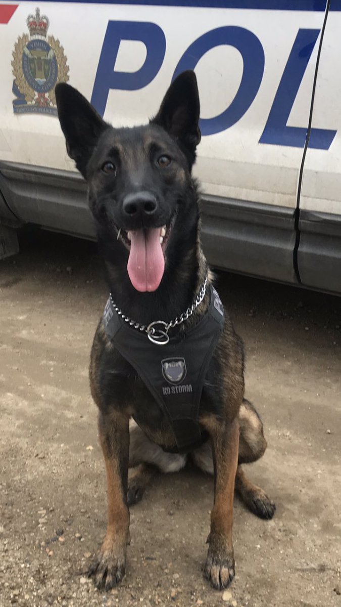 PSD True assisted <a href="/MJPolice/">Moose Jaw Police</a> patrol members by tracking and locating a male who had just smashed several windows of a residence today.