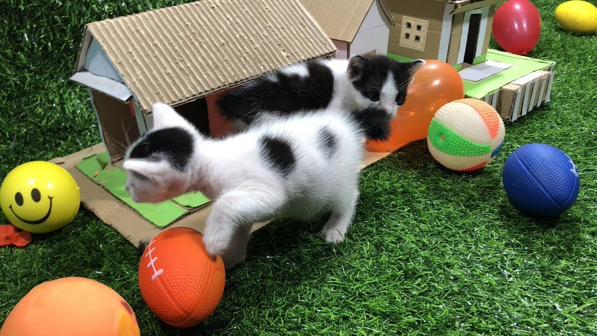 MeowMoeDotCom's tweet photo. CUTE #Kittens-LOVELY #Cats#1-YOU ...
 
#Cats #Cat #Kittens #Kitten #Kitty #Pets #Pet #Meow #Moe #CuteCats #CuteCat #CuteKittens #CuteKitten #MeowMoe
 
#AnimalsLife #AnimalsTroll #Cat #CatMeow #CatTroll #CuteCats #CuteCatsVideos
 
https://t.co/wVMmqxaqQR
 
. https://t.co/JFL7wNvQjb