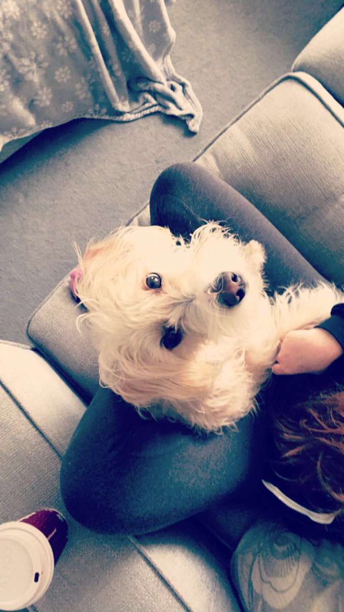 cheryl_87's tweet photo. @bmstores Benji https://t.co/YPihXqH9fi