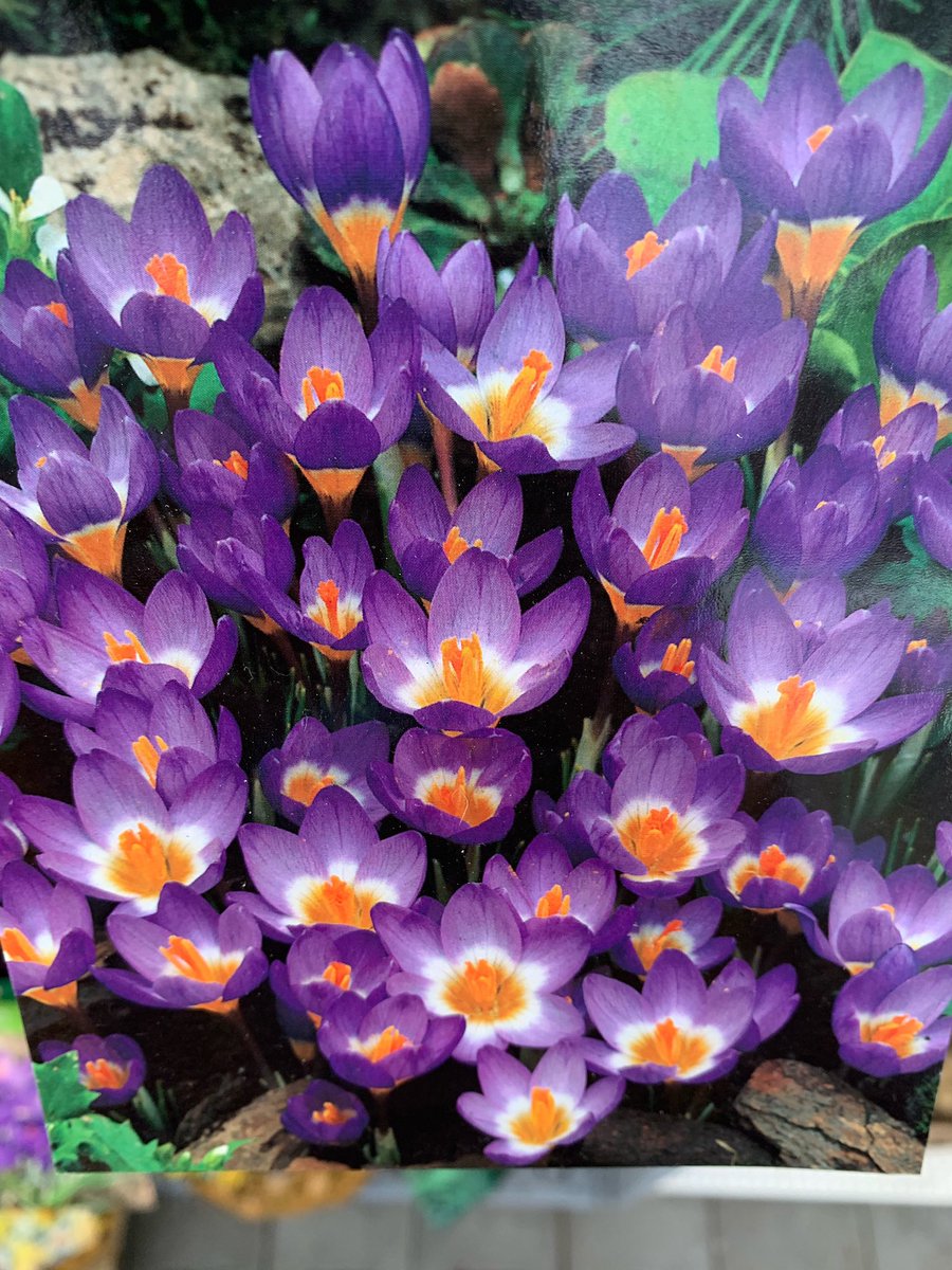 🌷🌷🌷Heb jij al #bloembollen in je tuin geplant? Het kan nog best, maar dóe het, want dan geniet je in het voorjaar nòg meer! 🌷🌷🌷