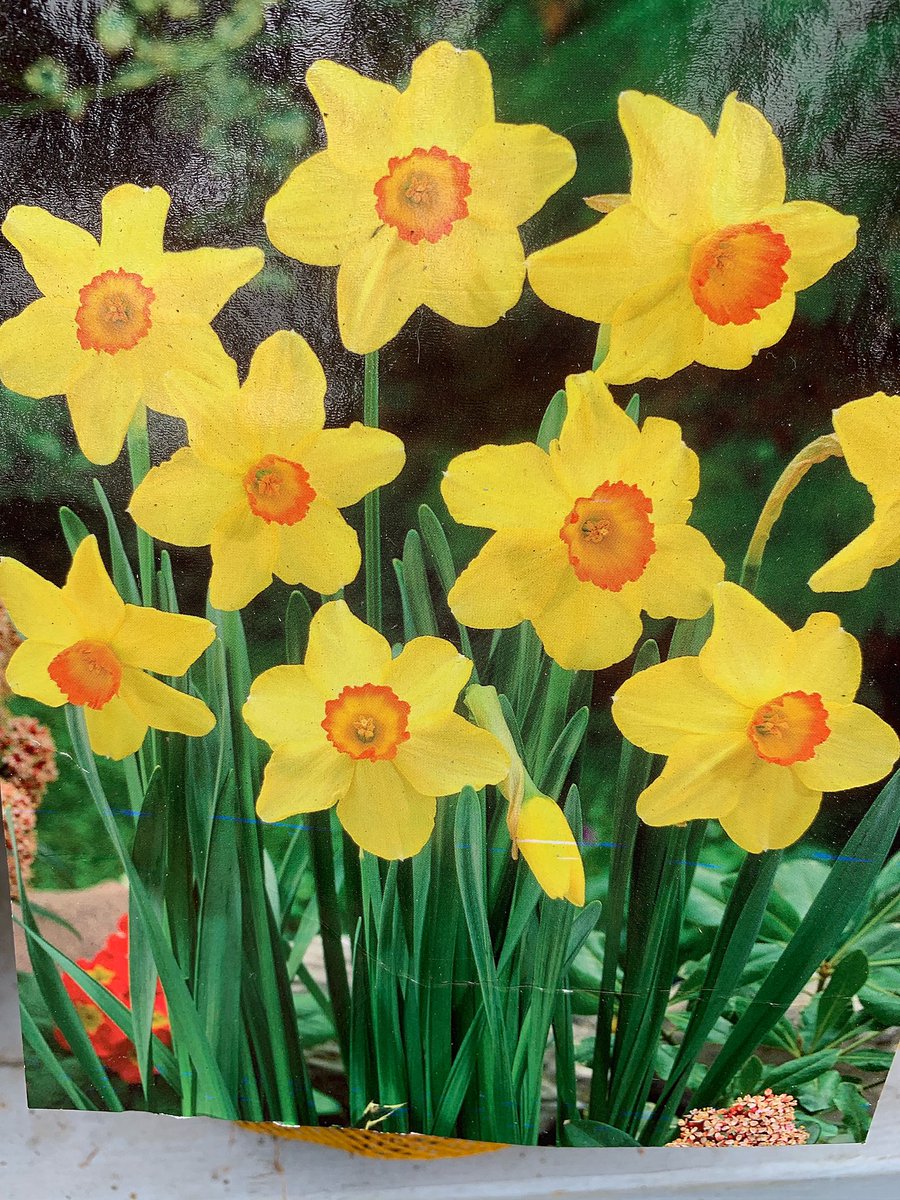 HansHalsema's tweet photo. 🌷🌷🌷Heb jij al #bloembollen in je tuin geplant? Het kan nog best, maar dóe het, want dan geniet je in het voorjaar nòg meer! 🌷🌷🌷 https://t.co/fALMr8tm8p