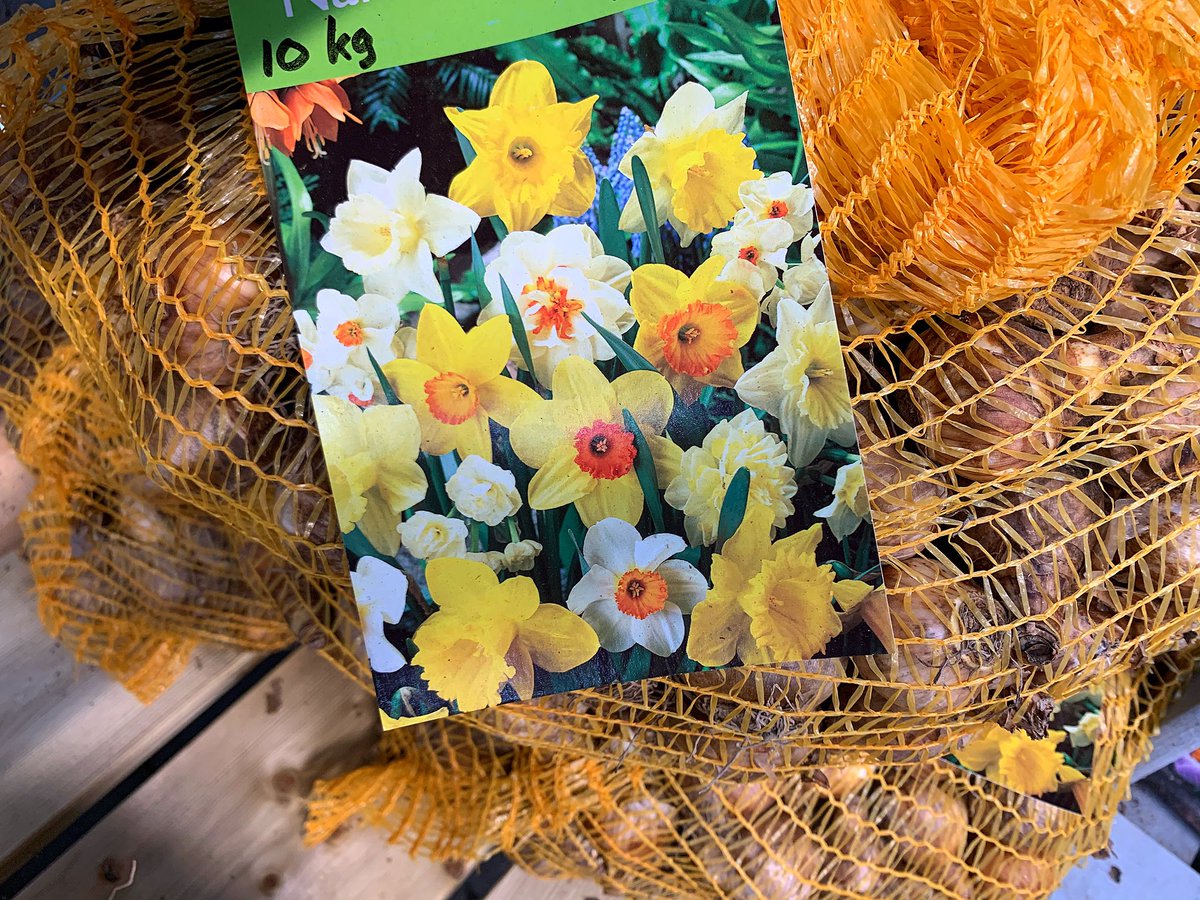 HansHalsema's tweet photo. 🌷🌷🌷Heb jij al #bloembollen in je tuin geplant? Het kan nog best, maar dóe het, want dan geniet je in het voorjaar nòg meer! 🌷🌷🌷 https://t.co/fALMr8tm8p