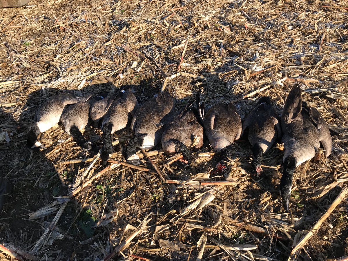 jwblain1's tweet photo. Great frosty morning hunt!  One shy of a 3 man limit!  Had a blast with @t_blain2 and @j_still32 and love getting them addicted to waterfowling! https://t.co/cJLygJoy58