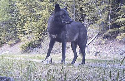 protectthewolve's tweet image. WDFW set to defend shooting wolves without Science  - #EndangeredSpeciesList #OpposeWelfareRanchingNotWolves #WolvesInWashington - 

WDFW only cares about ranchers and refuses to follow sound research provided by Dr. Robert Wielgus. Wdfw is ... - protectthewolves.com/wdfw-set-to-de… -